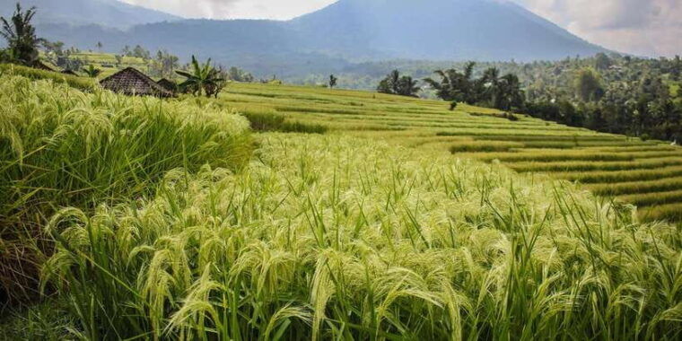 west-bali-jatiluwih-rice-terrace-and-tanah-lot-sunset-tour