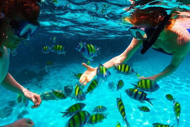 west-bay-aquarium-snorkeling-chocolate-rum-factory-city-tour-plus-transfer