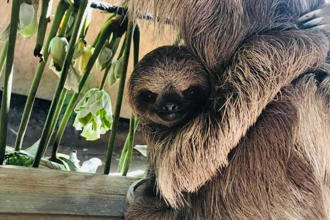 west-bay-beach-break-monkey-and-sloth-sanctuary
