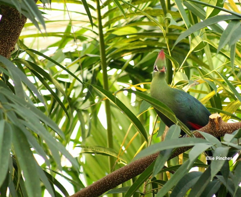 west-berkshireuk-the-living-rainforest-centre-entry-ticket