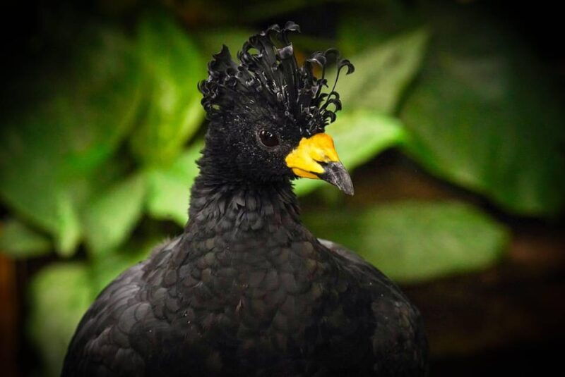 west-berkshireuk-the-living-rainforest-centre-entry-ticket