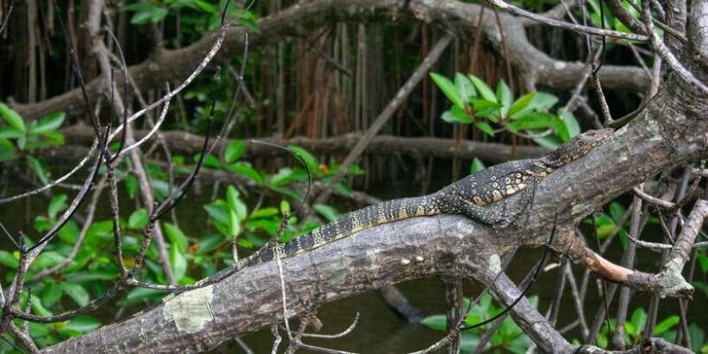 west-coast-beach-river-mangroves-lagoon-wildlife-boat-tour
