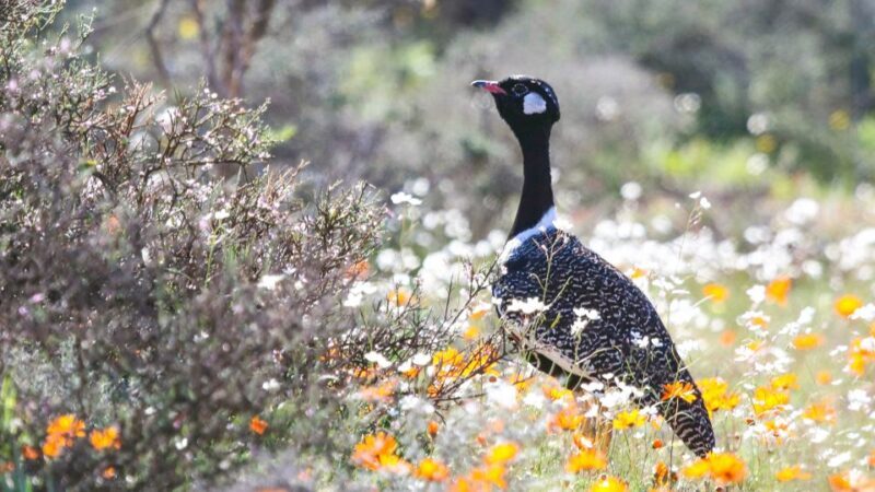 West Coast National Park: Private Day Tour. - FAQ
