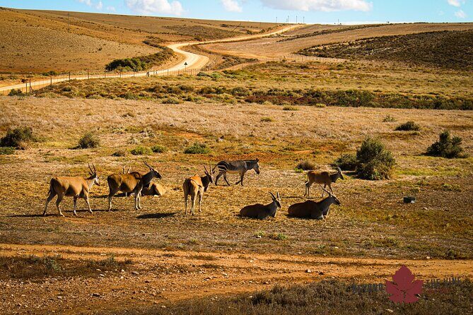 West Coast Safari and Khoi San village COMBO - PRIVATE TOUR - Value and Pricing