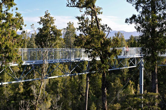 West Coast Tree Top Walk Experience - Exploring the West Coast Treetop Walk: A Scenic Journey