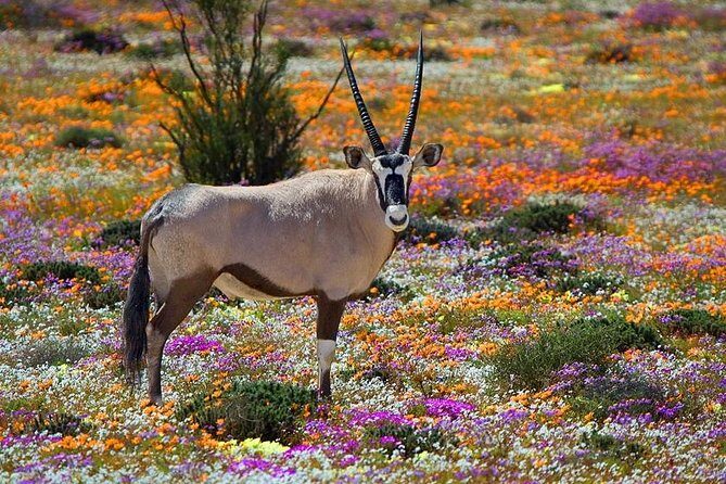 West Coast Wonders Full Day Tour with Private Transfer - Key Points