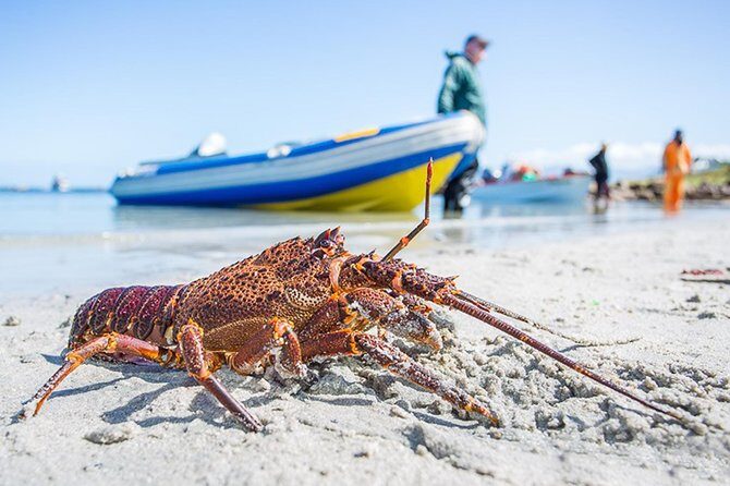 West Coast Wonders Full Day Tour with Private Transfer - Who Should Book This Tour?