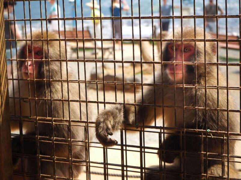 West Kyoto & Arashiyama: In-Depth 1-Day Cultural Tour - Key Points