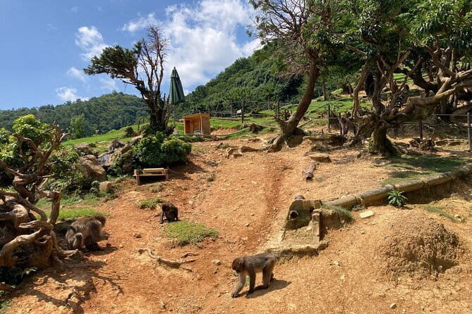West Kyoto & Arashiyama: Walking 1Day Tour w/Matcha & Calligraphy - Zen Garden at Ryoanji Temple