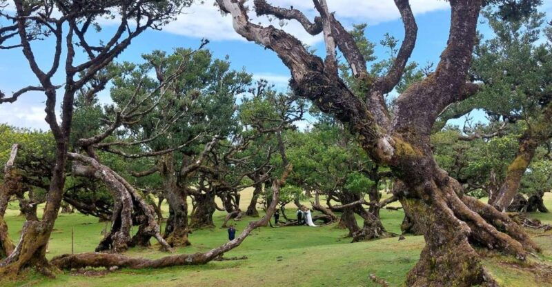 west-madeira-laurel-forest-waterfall-rock-pools-walk