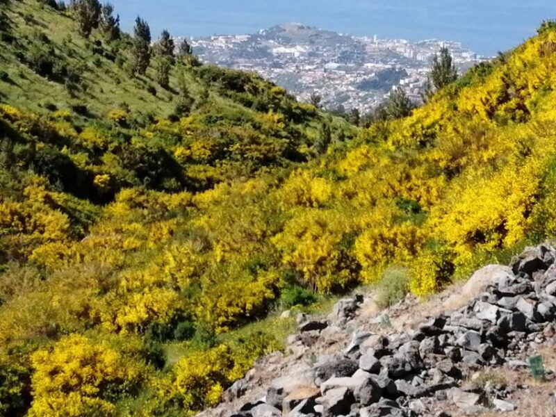 west-madeira-laurel-forest-waterfall-rock-pools-walk