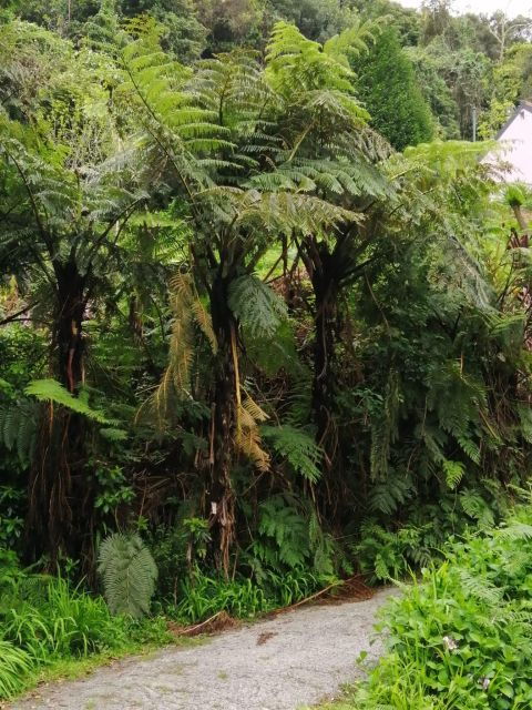 west-madeira-laurel-forest-waterfall-rock-pools-walk