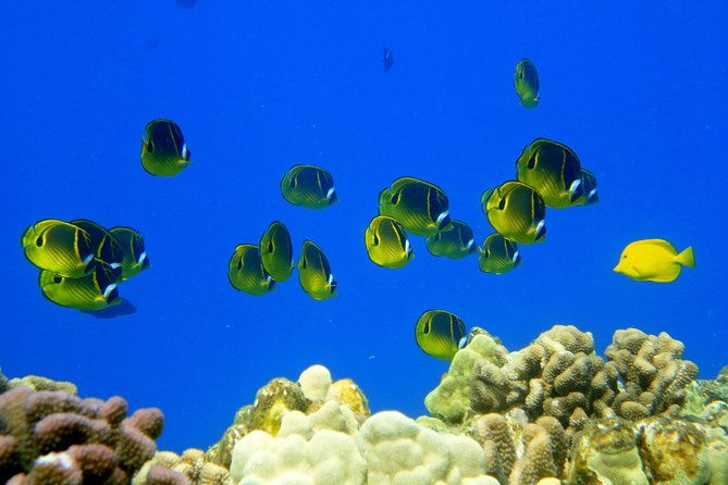 west-maui-snorkeling-experience-by-boat-from-kaanapali