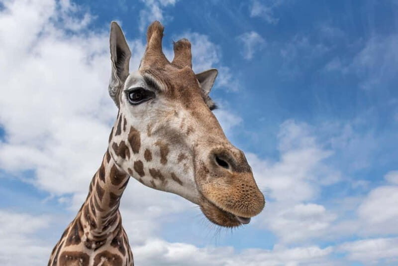 West Midlands Safari Park: Day Admission Ticket - Who Will Love This Experience?