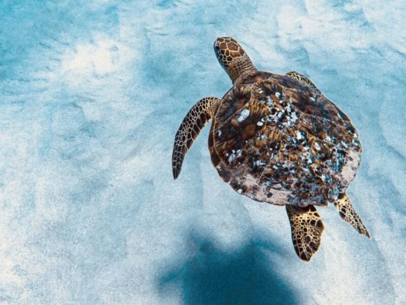 west-oahu-dolphin-watching-and-snorkeling-catamaran-cruise
