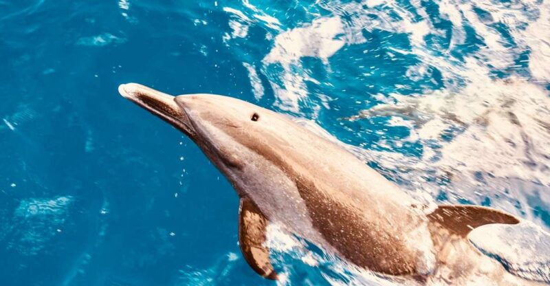 west-oahu-dolphin-watching-and-snorkeling-catamaran-cruise