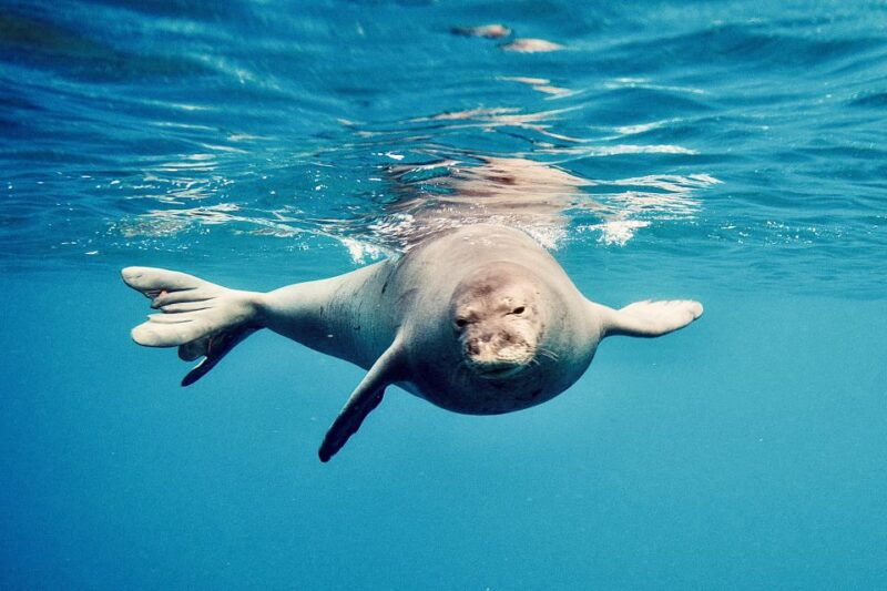west-oahu-dolphin-watching-and-snorkeling-catamaran-cruise