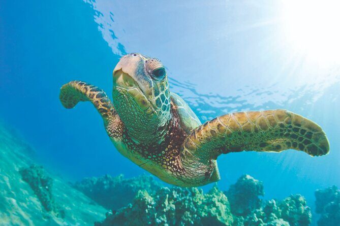 West Oahu Green Sea Turtle and Dolphin Snorkel Sail with Lunch - West Oahu Green Sea Turtle and Dolphin Snorkel Sail with Lunch: An Honest Review