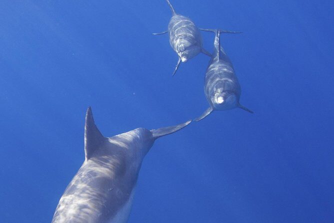West Oahu Green Sea Turtle and Dolphin Snorkel Sail with Lunch - What to Expect on the West Oahu Snorkel Sail