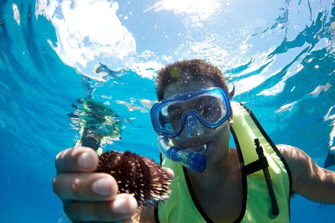 West Oahu Green Sea Turtle and Dolphin Snorkel Sail with Lunch - Practical Tips for Booking and Enjoying the Tour