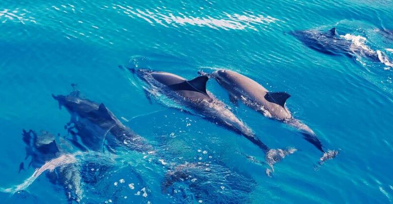 west-oahu-swim-with-dolphins-catamaran-cruise
