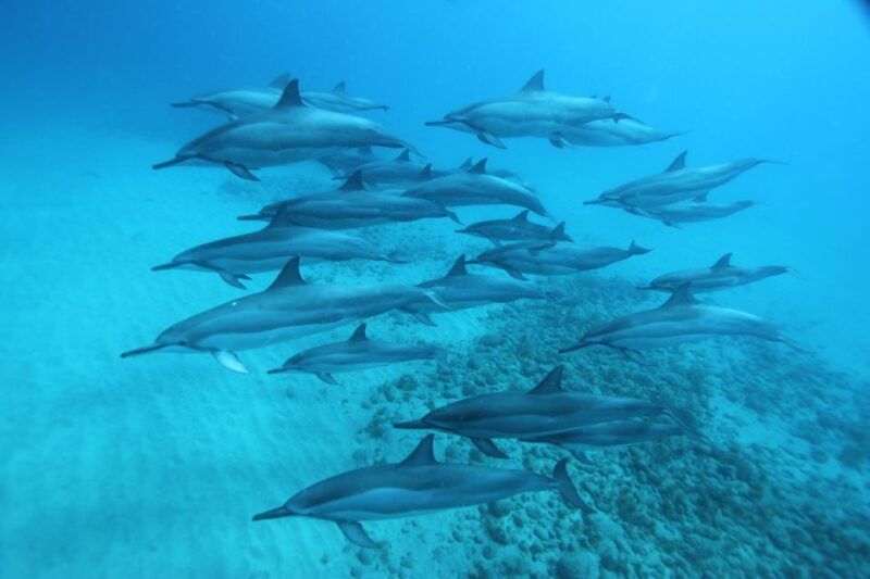 west-oahu-swim-with-dolphins-catamaran-cruise