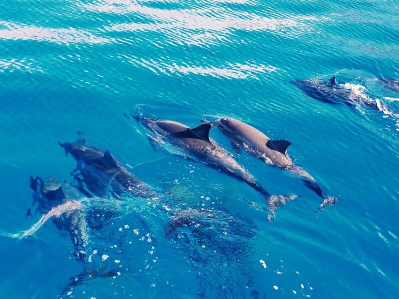 west-oahu-swim-with-dolphins-catamaran-cruise