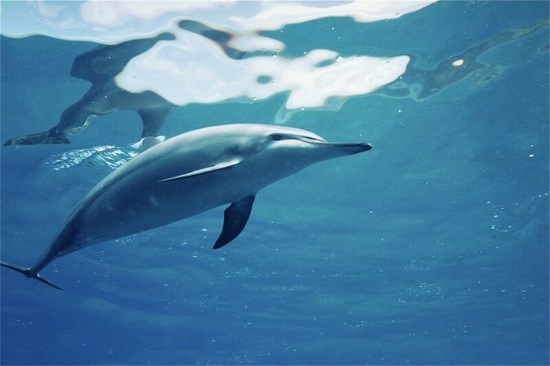 west-oahu-swim-with-dolphins-catamaran-cruise