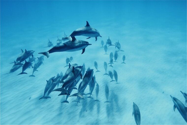 west-oahu-swim-with-dolphins-catamaran-cruise