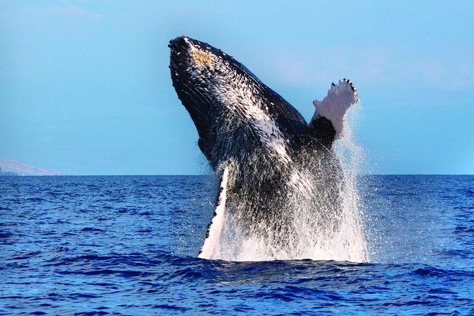 west-oahu-whale-watching-excursion