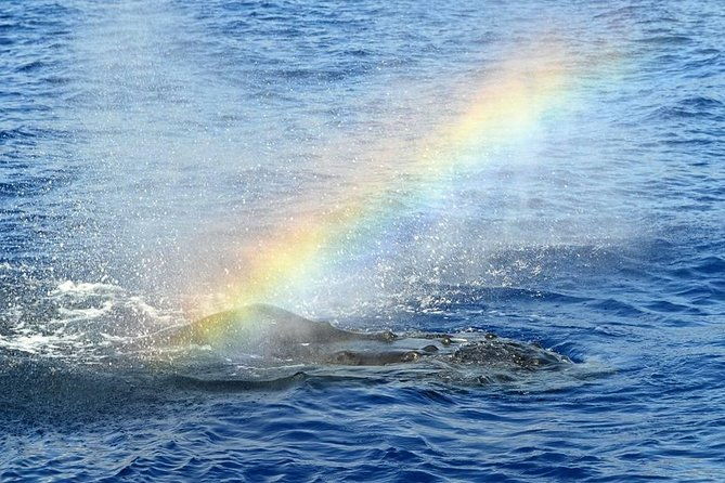 west-oahu-whale-watching-excursion
