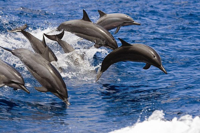 west-oahu-whale-watching-excursion