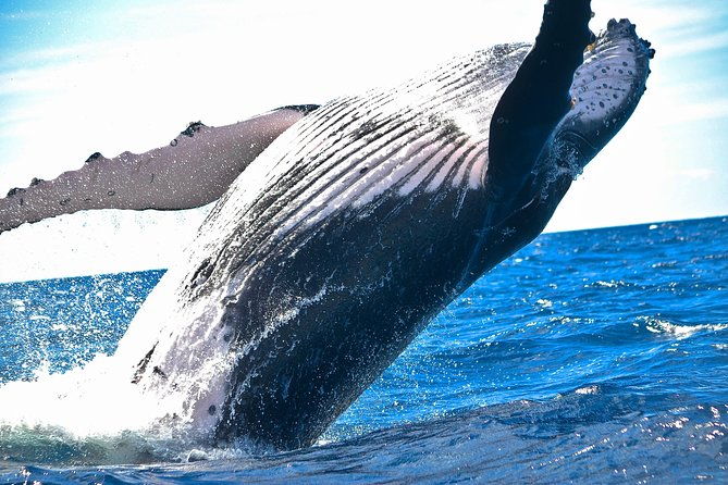 west-oahu-whale-watching-excursion