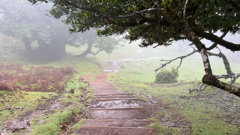 West of Madeira: Guided Tour with Fanal Forest - An Overview of the Tour Experience