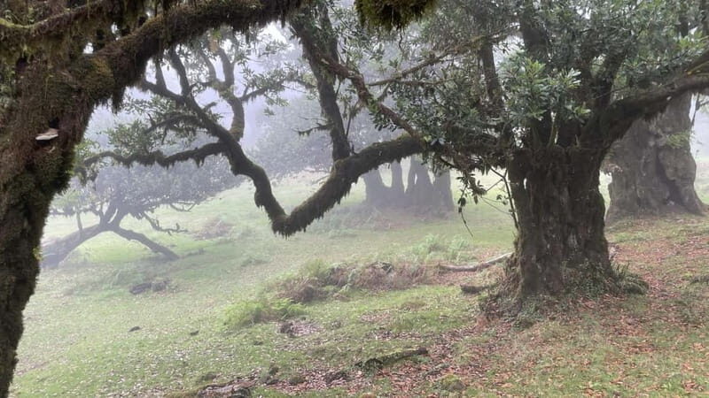 West of Madeira: Guided Tour with Fanal Forest - Coastal Highlights: Ribeira da Janela and Ilheus Beach