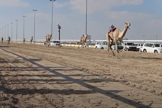 West Of Qatar, Mushroom Rocks, Camel Racing Track, Richard Serra - Practical Details and What to Expect