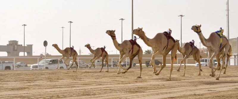 West of Qatar Richard Serra, Mushroom Hills, CamelRace track - Key Points