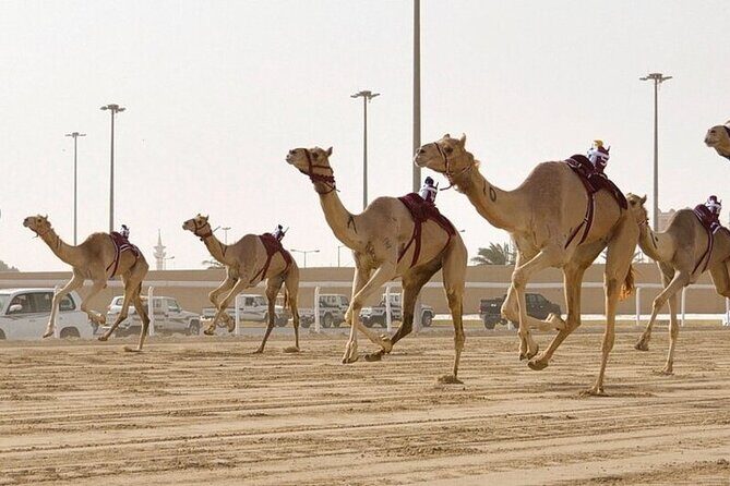West Of Qatar Richard Serra sculpture, Mushroom Hills,Camel track - Why This Tour Offers Great Value