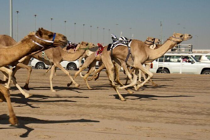 West Of Qatar Richard Serra sculpture, Mushroom Hills,Camel track - Who Would Love This Tour?