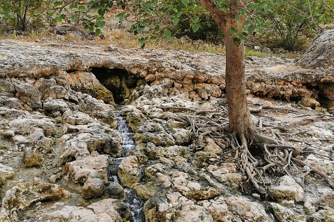 West Salalah, Al Mughsail Beach, White Beach, Frankincense Tree (Half day Tour) - Who Should Consider This Tour?