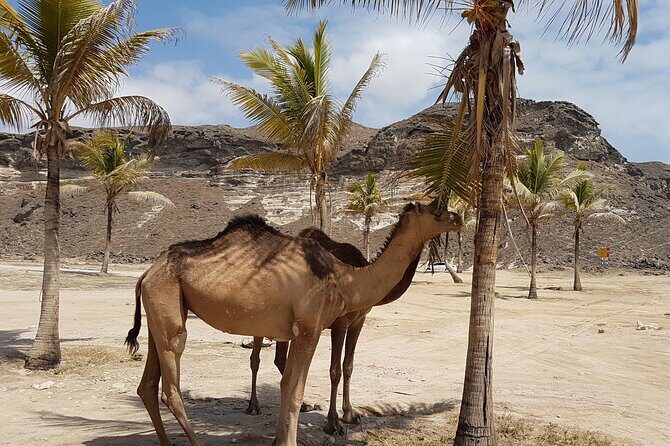 West Salalah Tour - Caribbean of Orient - Fazayah Beach with City - Final Thoughts