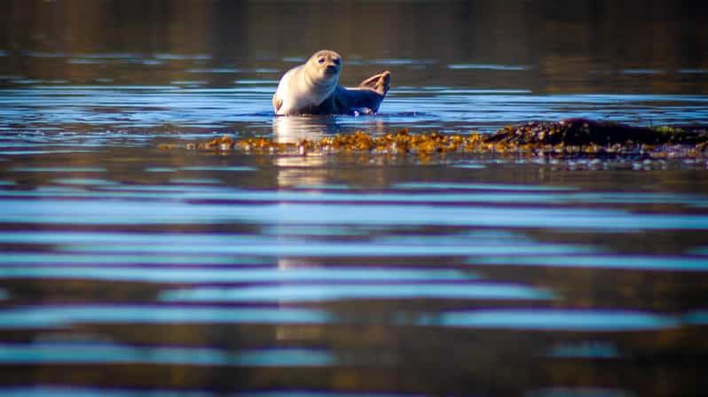 west-sweden-paddle-with-seals