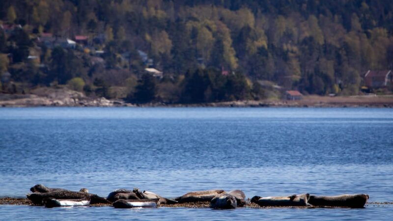 west-sweden-paddle-with-seals