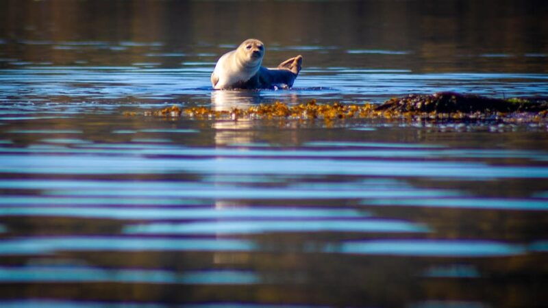 west-sweden-paddle-with-seals