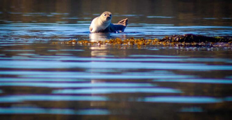 west-sweden-paddle-with-seals