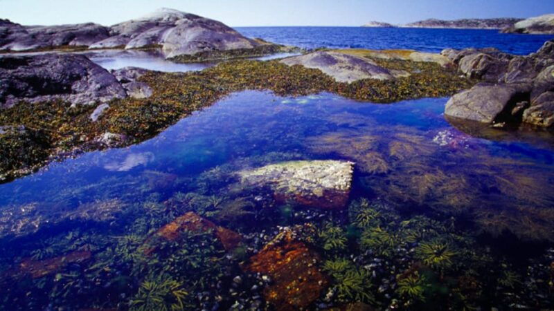 west-sweden-todays-catch-sea-kayak-tour