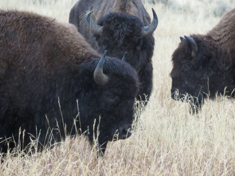 west-yellowstone-yellowstone-day-tour-including-entry-fee