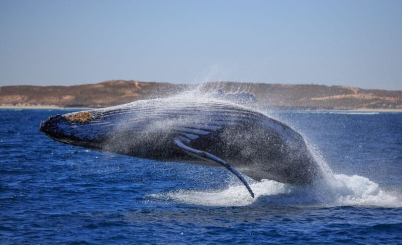 Western Australia: Swim with Humpback Whales - What is the Tour All About?