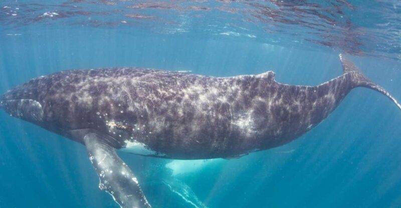 Western Australia: Swim with Humpback Whales - The Value and What Sets This Tour Apart