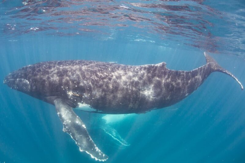 Western Australia: Swim with Humpback Whales - Wrapping It Up